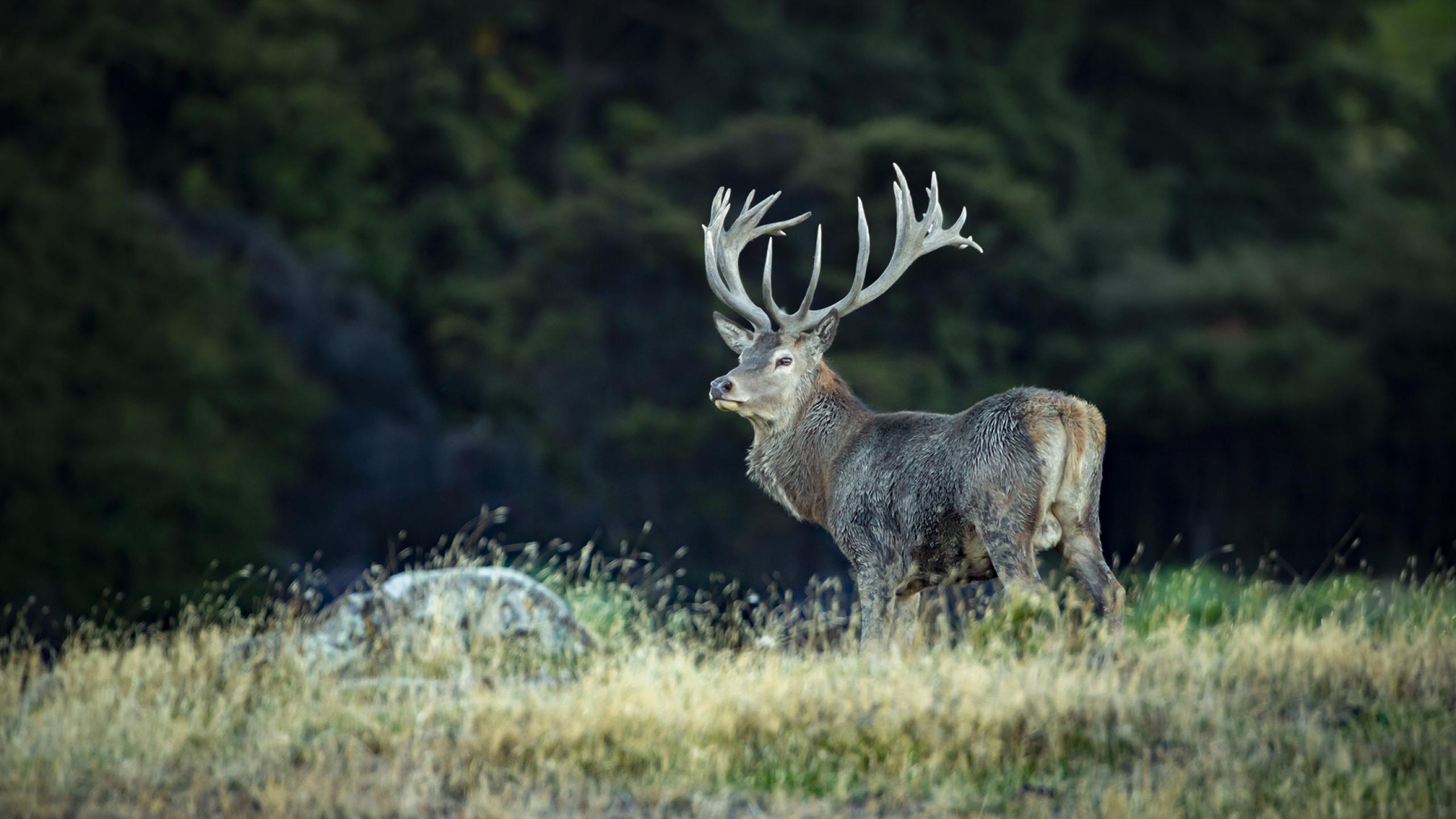 GD 21 Stag 21 2000