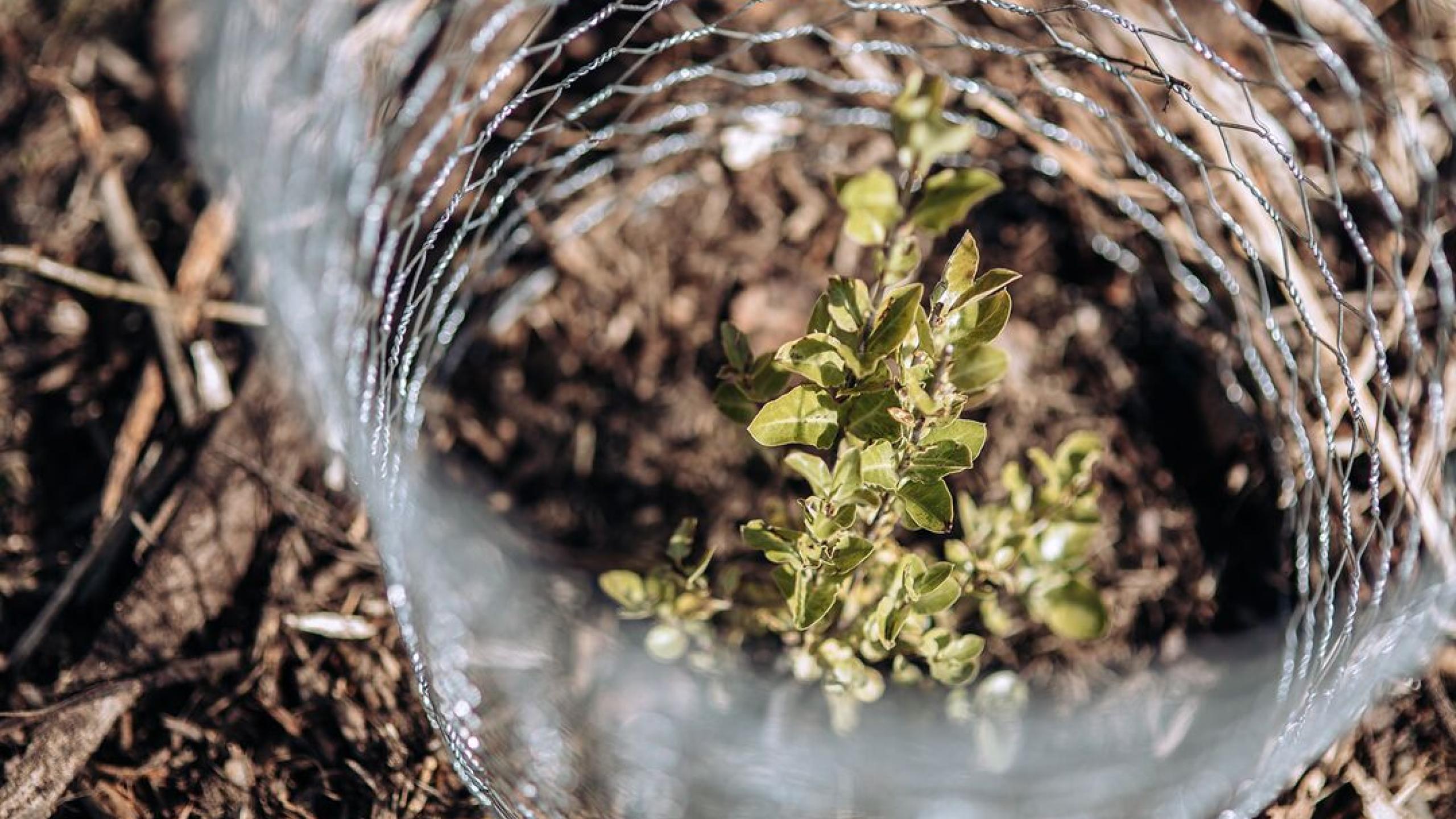  Volunteer: Te Kākano Community Planting Day thumbnail