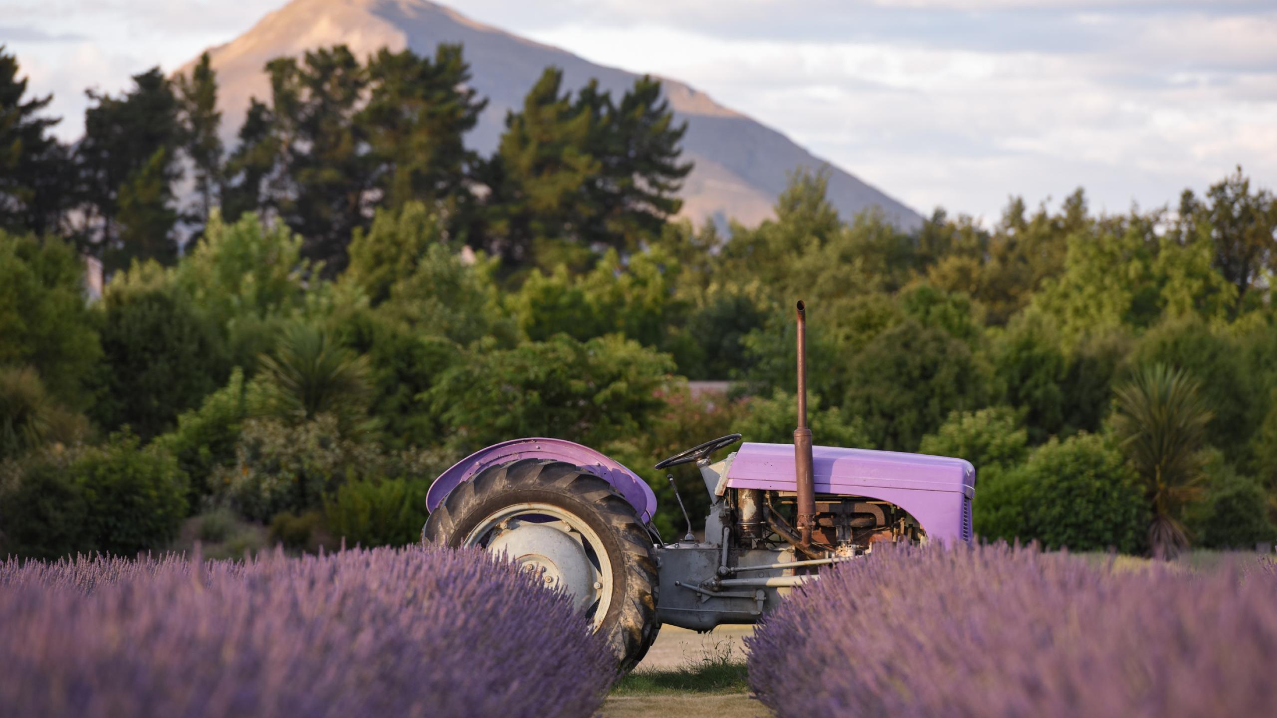  Wānaka Lavender Farm: 10 Year Celebration! thumbnail