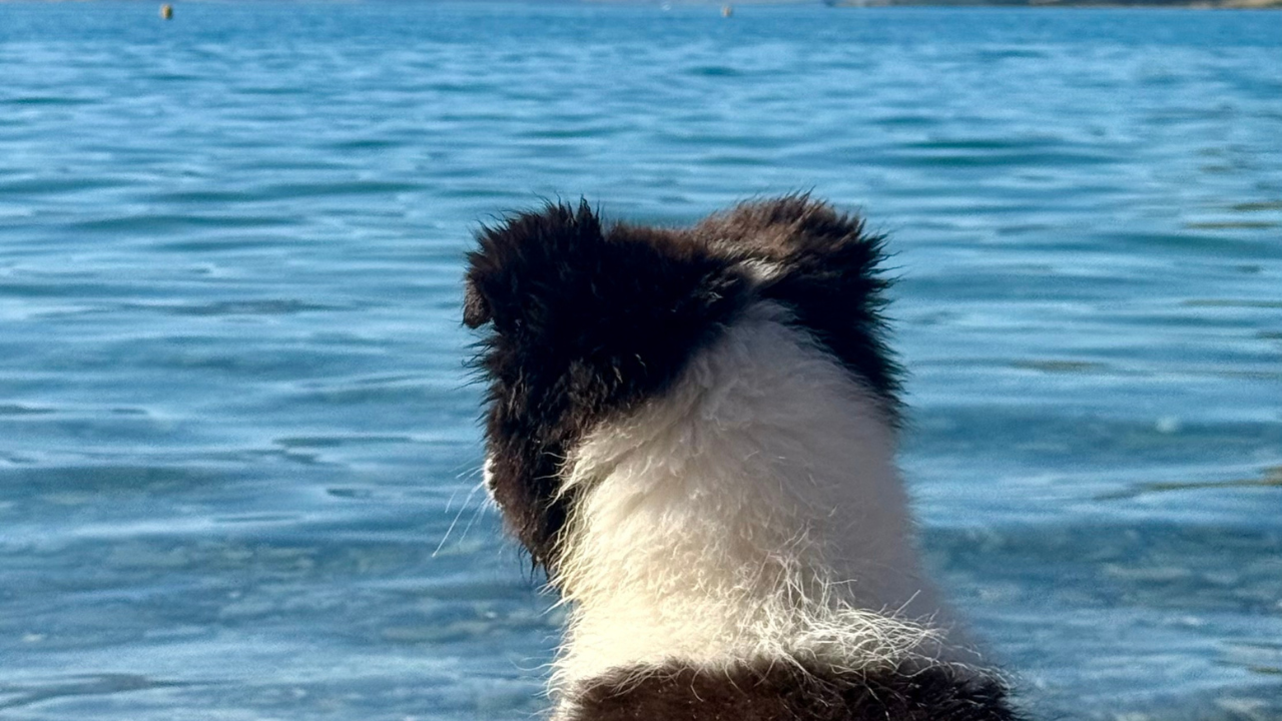 Paws for the Lake LWT